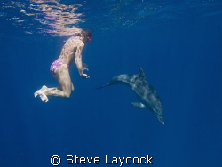 Dolphins come to play, on our wayback from a dive - simpl... by Steve Laycock 